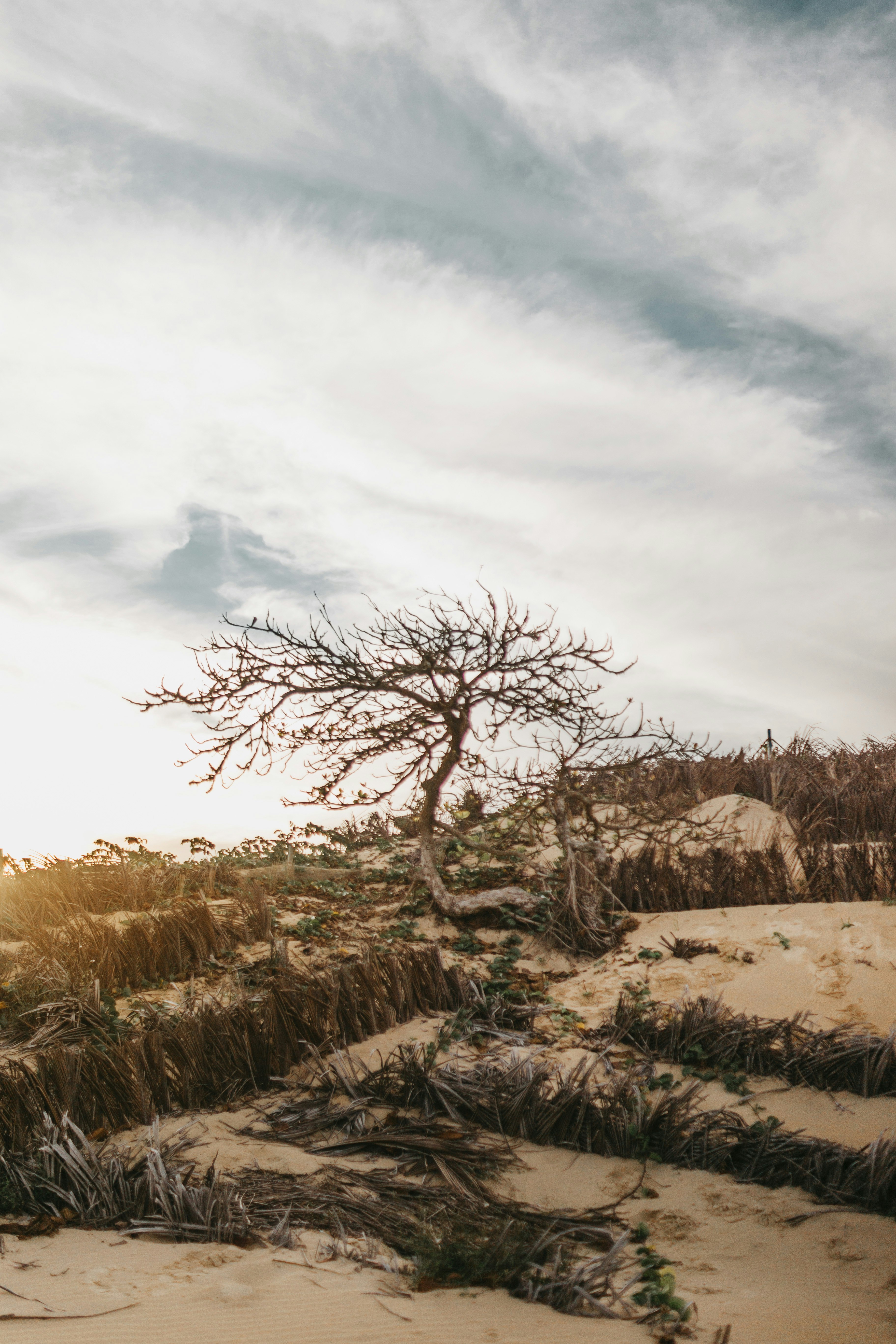 leafless tree on sand